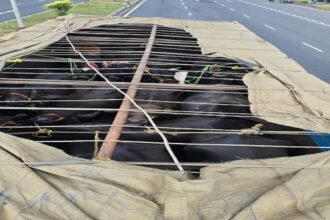 Giridih police officers standing next to a truck loaded with seized cattle.