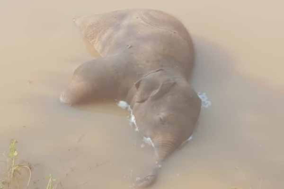 Garhwa News: Young Elephant Calf Dies Tragically After Drowning in Garhwa Pond