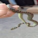 Rare Ornate Flying Snake rescued from Namkum RCH, Jharkhand by expert handler Ramesh Kumar Mahato.