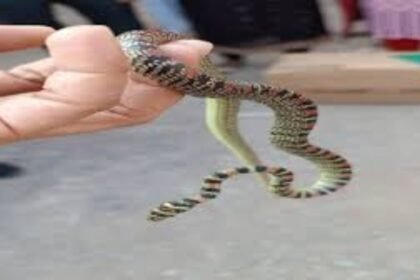 Rare Ornate Flying Snake rescued from Namkum RCH, Jharkhand by expert handler Ramesh Kumar Mahato.
