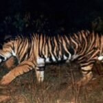 A tiger spotted crossing the Ranchi-Tata NH-33 highway, sparking a search operation by the Wildlife Institute of India (WII) using drones and cameras.