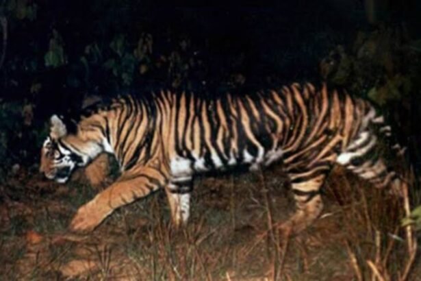 A tiger spotted crossing the Ranchi-Tata NH-33 highway, sparking a search operation by the Wildlife Institute of India (WII) using drones and cameras.