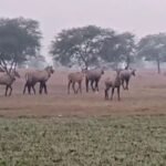 Nilgai herd damaging crops in Garhwa district, Jharkhand farmland