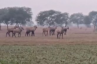 Nilgai herd damaging crops in Garhwa district, Jharkhand farmland