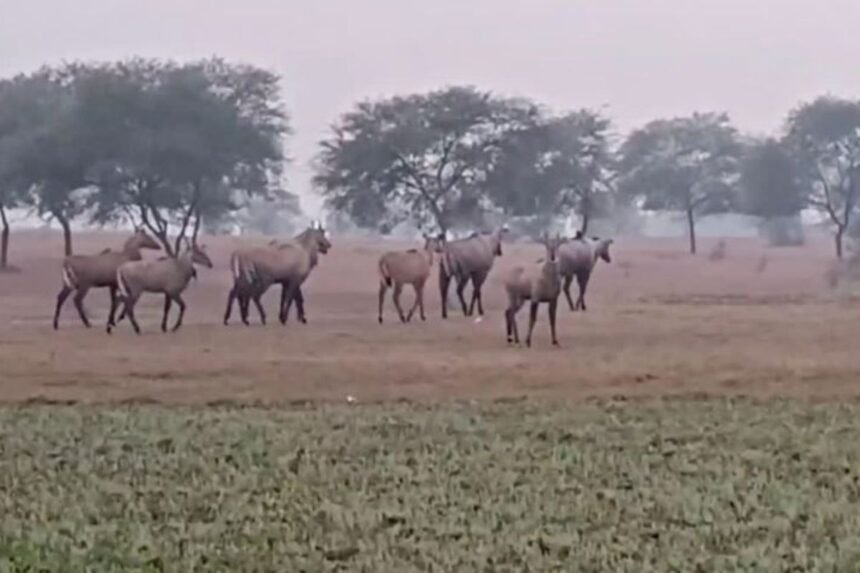 Nilgai herd damaging crops in Garhwa district, Jharkhand farmland
