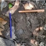 Tiger-like pugmarks found in Khunti jungle, Jharkhand forest officials alert