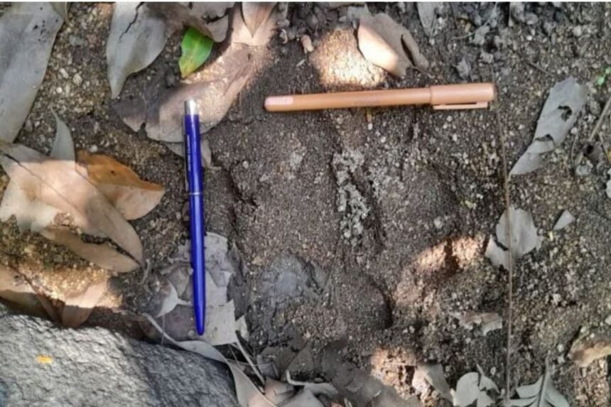 Tiger-like pugmarks found in Khunti jungle, Jharkhand forest officials alert