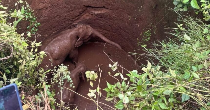 Elephant and calf trapped in open well during Ramgarh rescue operation in Parasadiha jungle