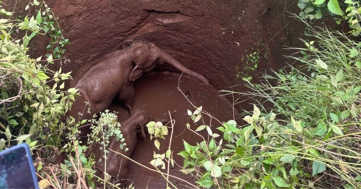 Ramgarh News: Elephant and Calf Fall Into Open Well in Ramgarh’s Parasadiha Jungle, Rescue Operation Underway