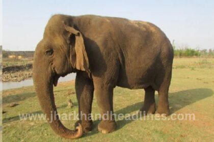 Stolen elephant Jaymati rescued by Palamu police in Bihar’s Chapra district
