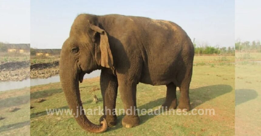 Stolen elephant Jaymati rescued by Palamu police in Bihar’s Chapra district