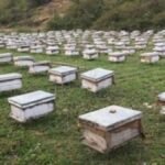 JSLPS CEO Ananya Mittal inspecting honey production and packaging activities under the Honey Value Chain Project in Jharkhand.