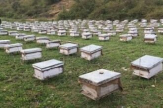 JSLPS CEO Ananya Mittal inspecting honey production and packaging activities under the Honey Value Chain Project in Jharkhand.