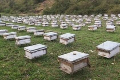 JSLPS CEO Ananya Mittal inspecting honey production and packaging activities under the Honey Value Chain Project in Jharkhand.