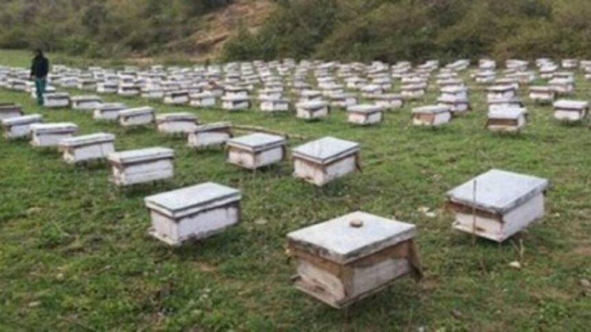 JSLPS CEO Ananya Mittal inspecting honey production and packaging activities under the Honey Value Chain Project in Jharkhand.