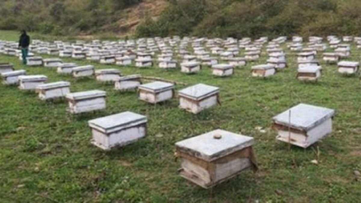 Jharkhand News: JSLPS Plans National Market Expansion for Jharkhand Honey, Focuses on Rural Women’s Livelihoods