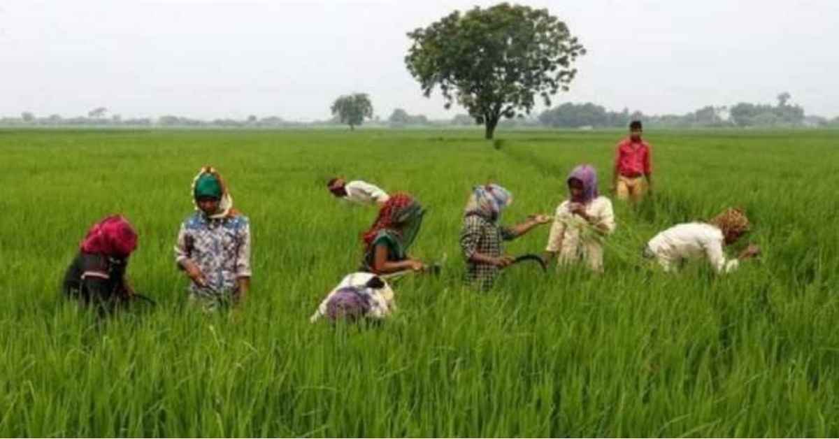 Jharkhand Farm Loan Waiver: 4.82 Lakh Farmers Receive Over ₹1,785 Crore in Debt Relief