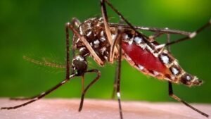 Mosquito on standing water, representing the risk of mosquito-borne diseases during the monsoon