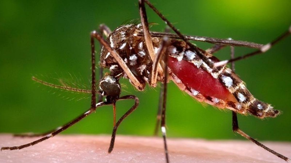Jharkhand Reports 25,000 Malaria Cases and 79 Dengue Cases Amid Monsoon