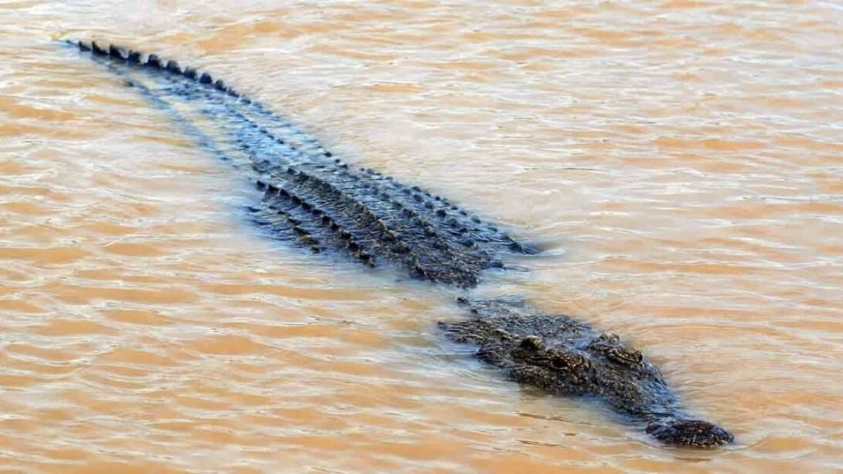 Ghatshila News: Crocodile Spotted in Subarnarekha River, Panic Among Villagers