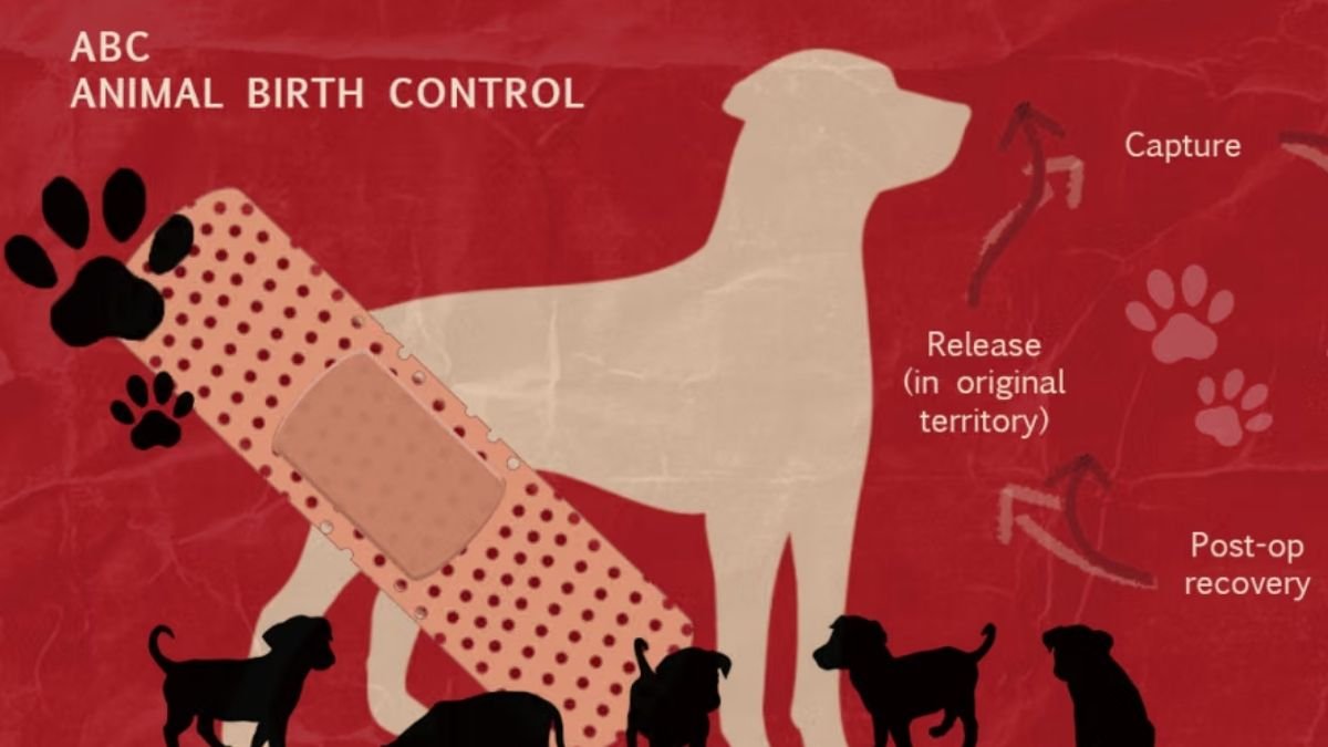 Ranchi ABC Center: 50-Kennel Animal Birth Control Facility Planned in Bargain