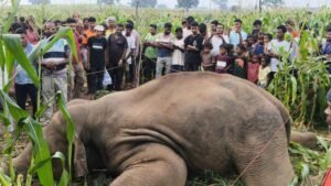 Wild elephant in a forested area of Latehar district
